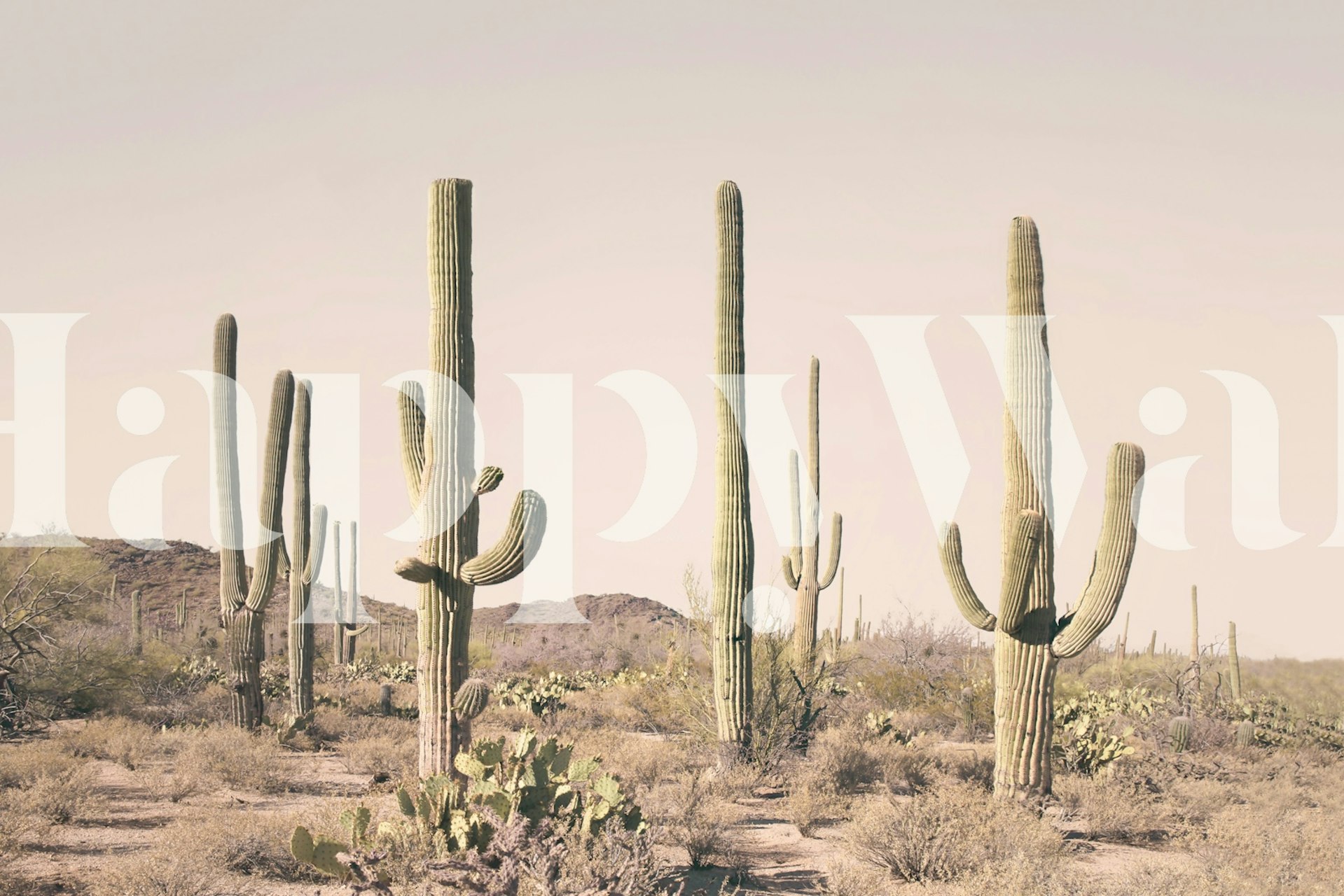 Desert Cactus Vista tapet i et rom