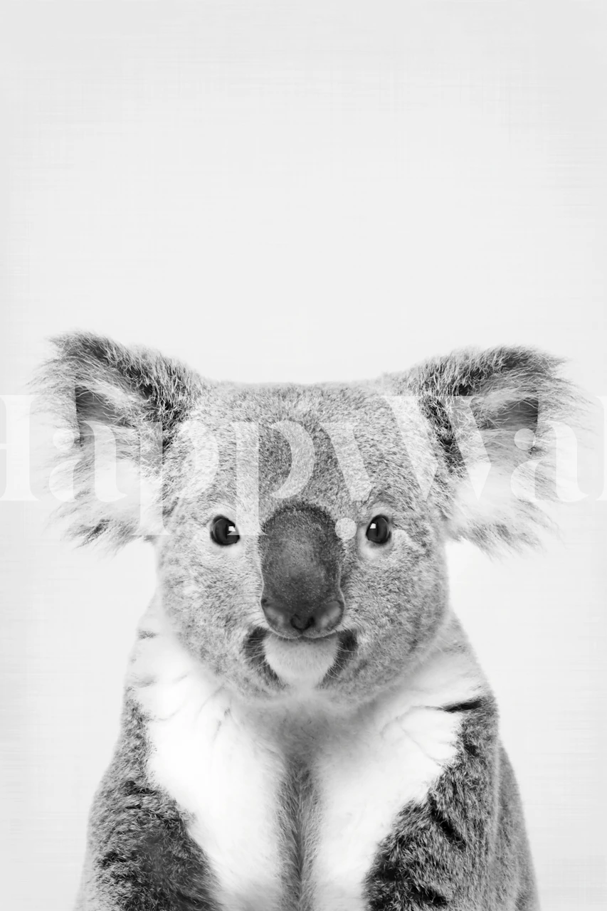 Black and white koala close-up wall mural