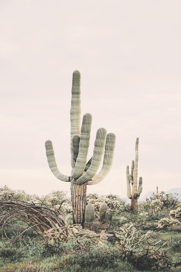 Desert Saguaro Blush