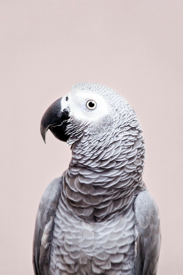 African Grey