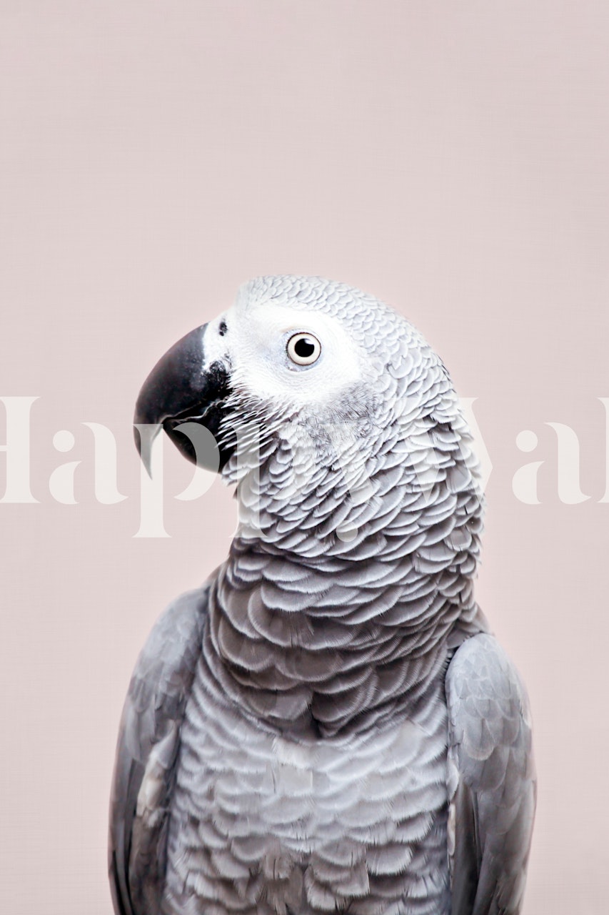 Gray African Grey parrot against a soft pink background wallpaper