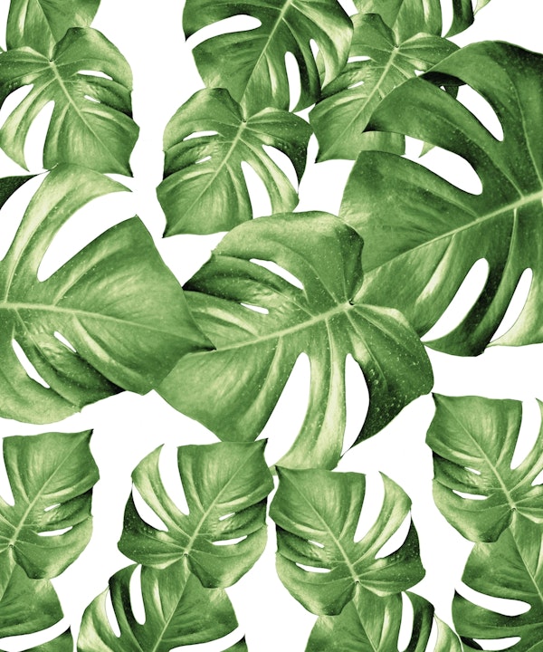 Monstera Leaves Green Summer 1