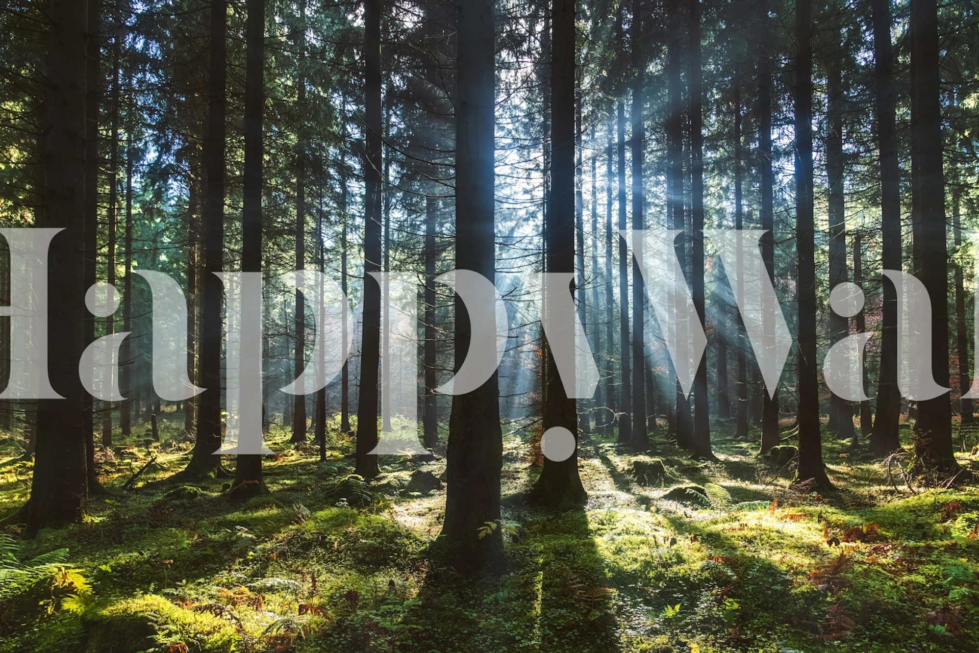 Enchanted forest wallpaper in a room setting