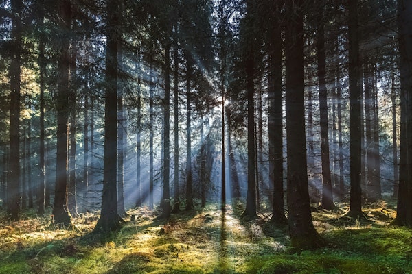 Mystical Sunbeam Forest