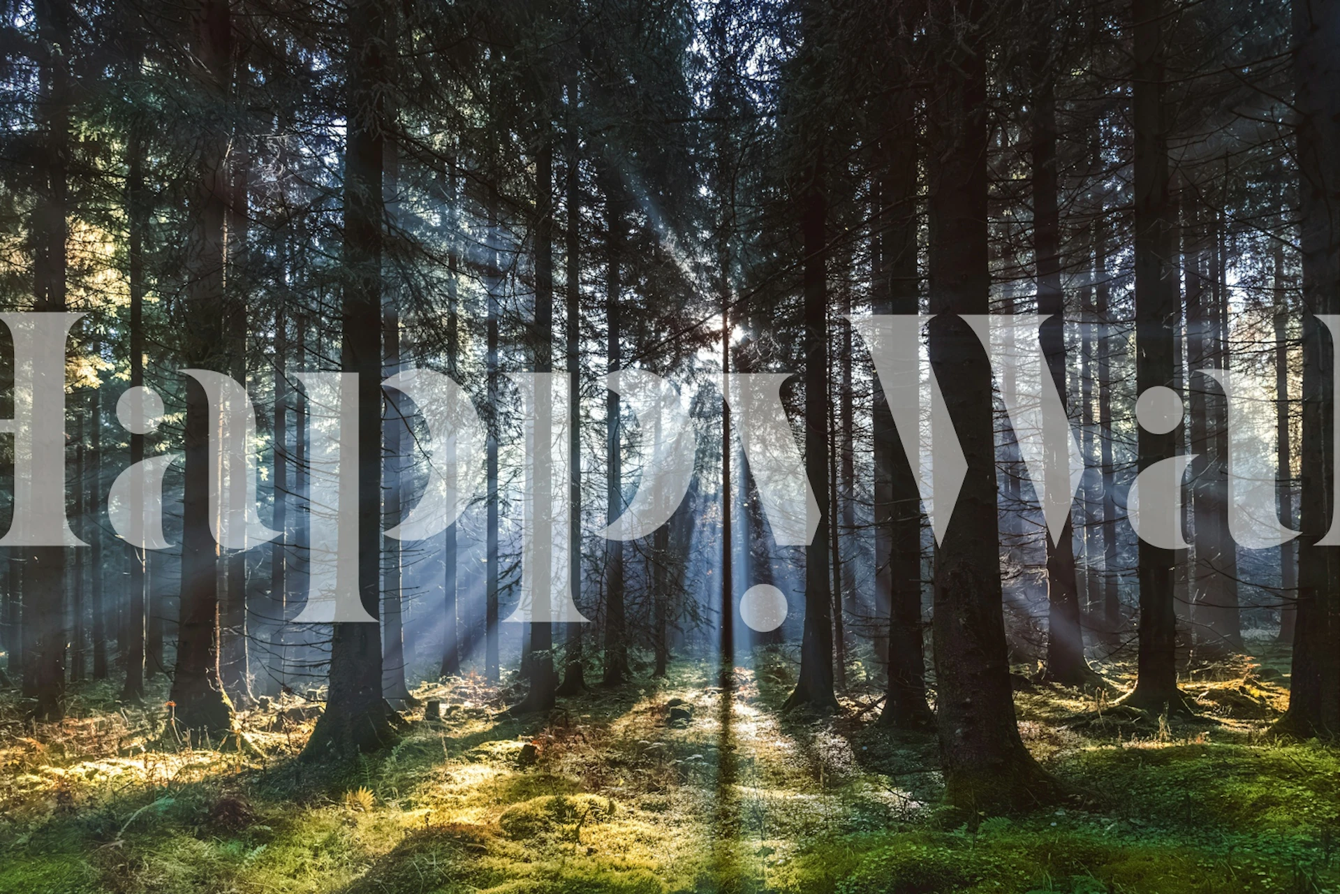 Papel tapiz Mystical Sunbeam Forest en una habitación