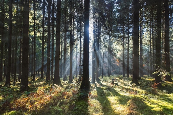 Mystic Woods Sunshine