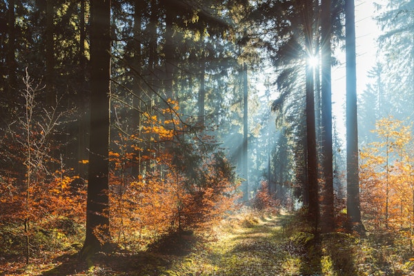 Mystical Forest Rays