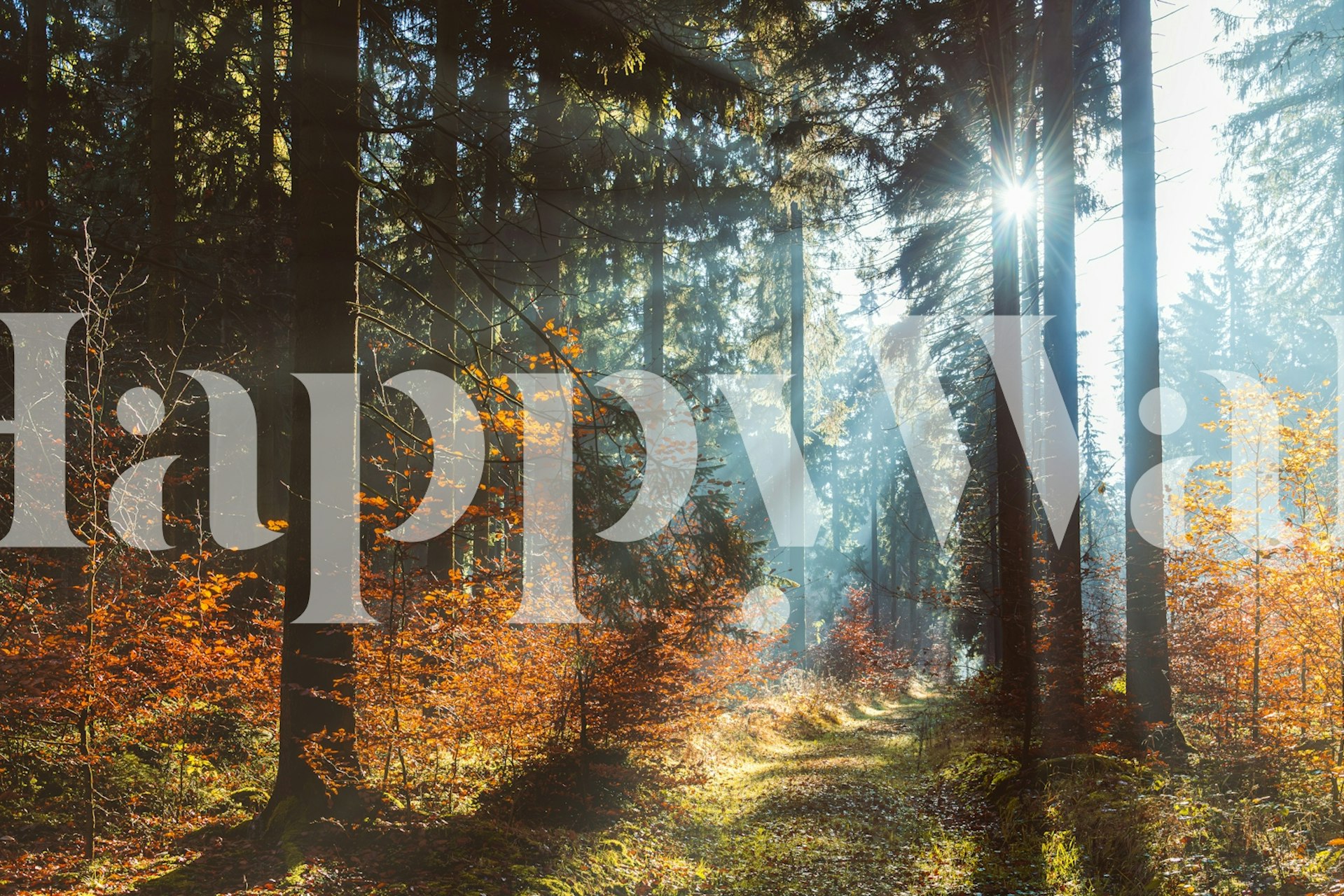 Sunlight streaming through autumn trees; orange and green foliage; forest wallpaper