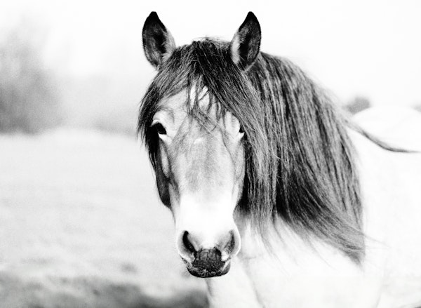 Wild Horse in Nature