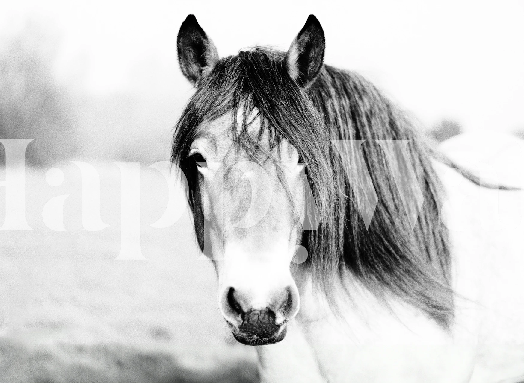 Wallpaper of a wild horse in nature