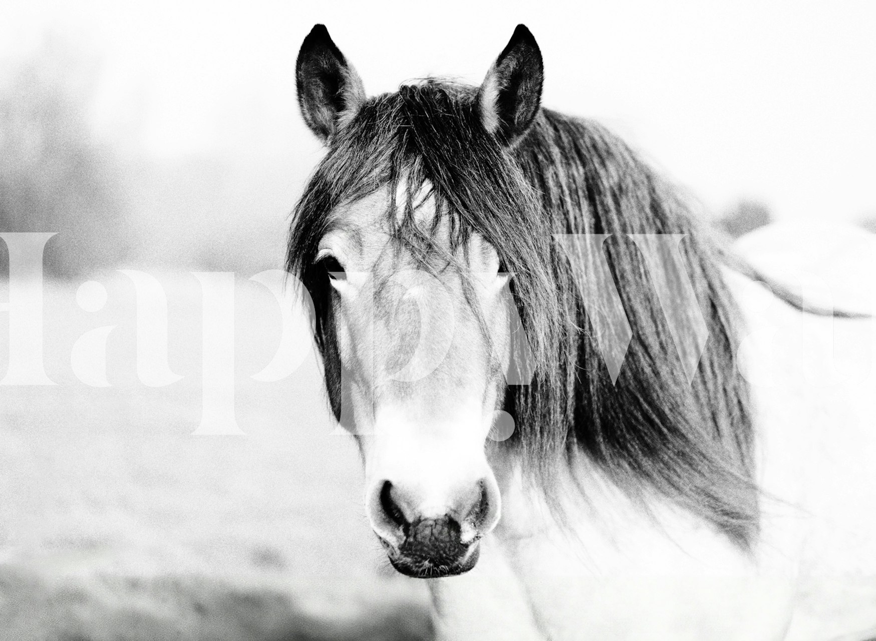 Carta da parati di Wild Horse in Nature