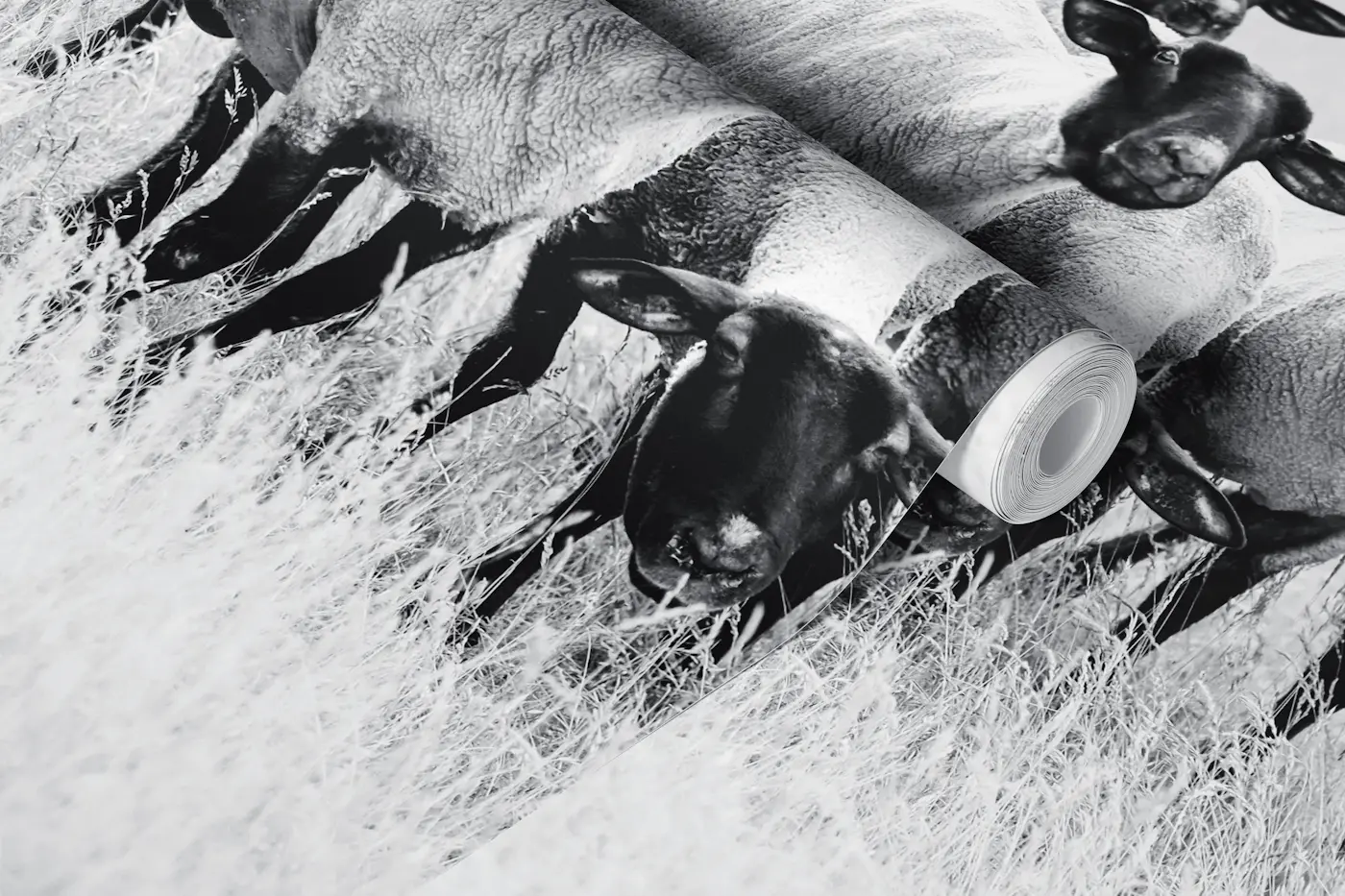 Black sheep wallpaper roll