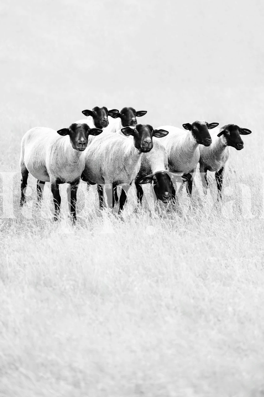 Papier peint Black sheep dans une pièce