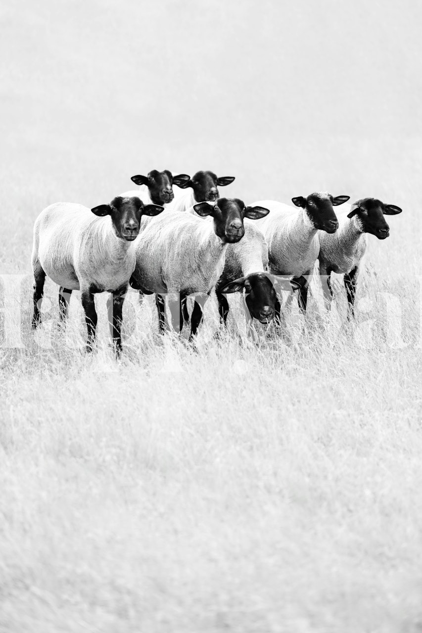 Tapeta Black sheep w pokoju