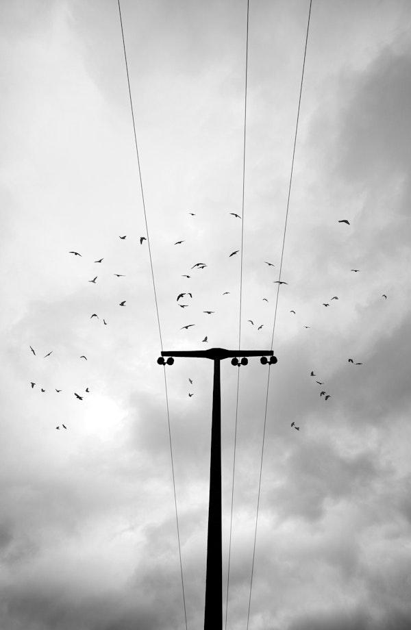 Birds on cloudy sky