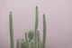 Caribbean Cactus Grove Charm 3