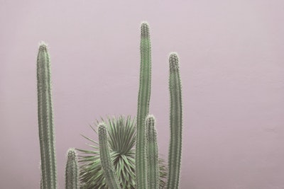 Mural