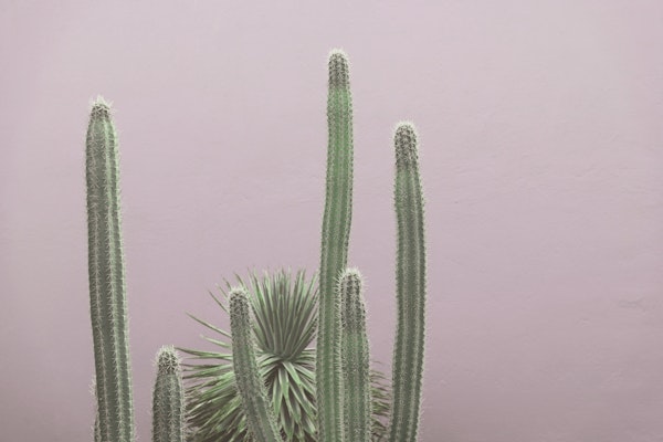 Caribbean Cactus Grove Charm 3