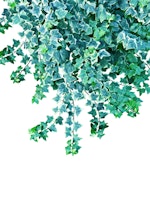 Ivy Delight 4 wallpaper