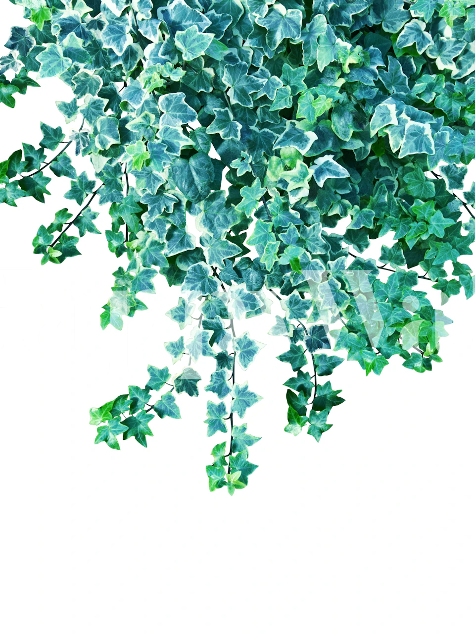 Ivy Delight 4 wallpaper in a room