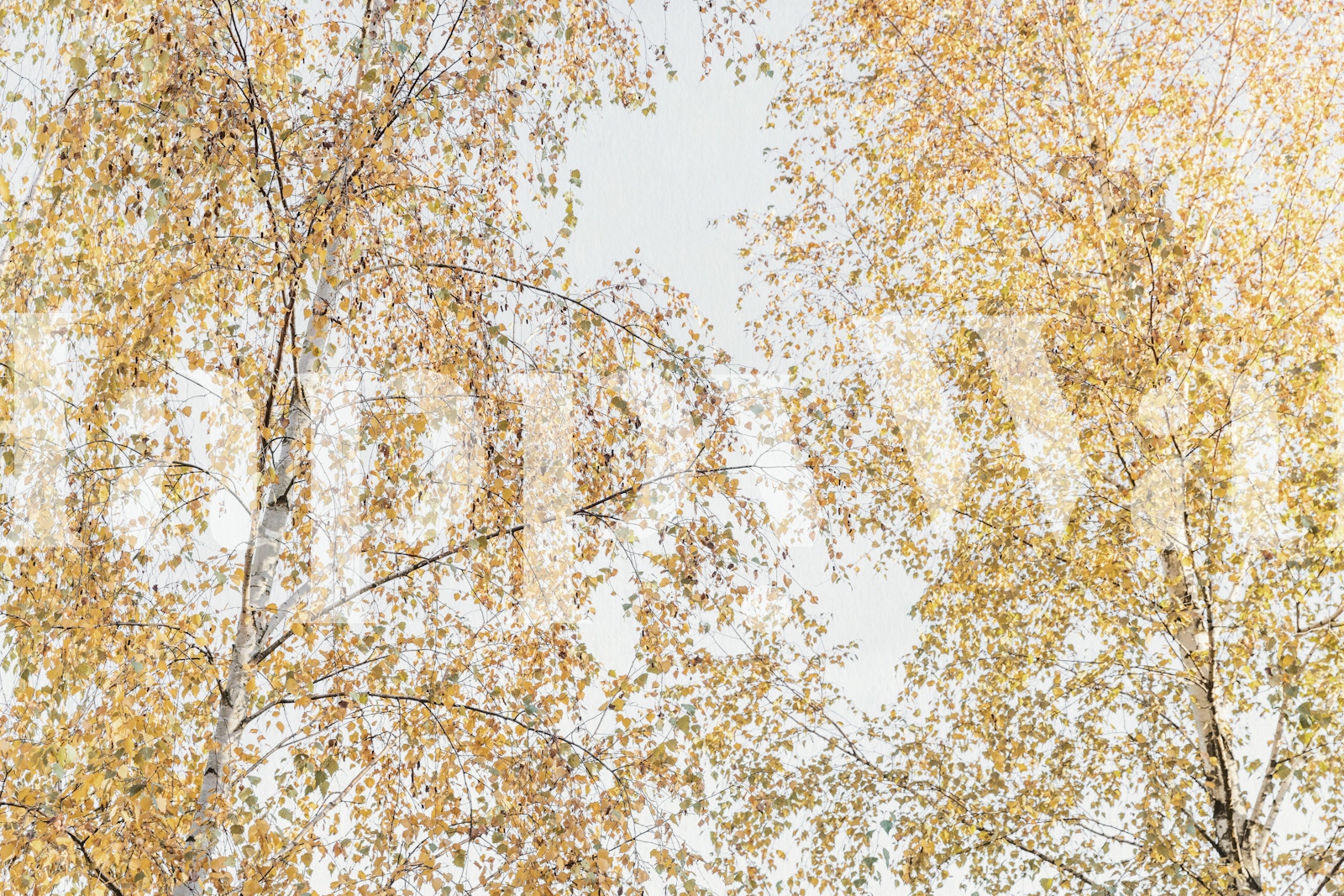 Birch Tree Serenity Wallpaper | Happywall.com