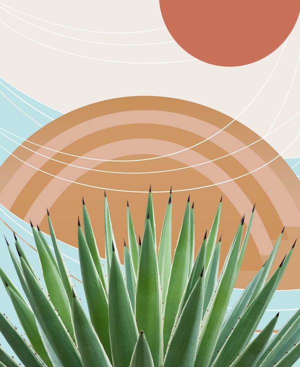Agave in the Desert Oasis 1