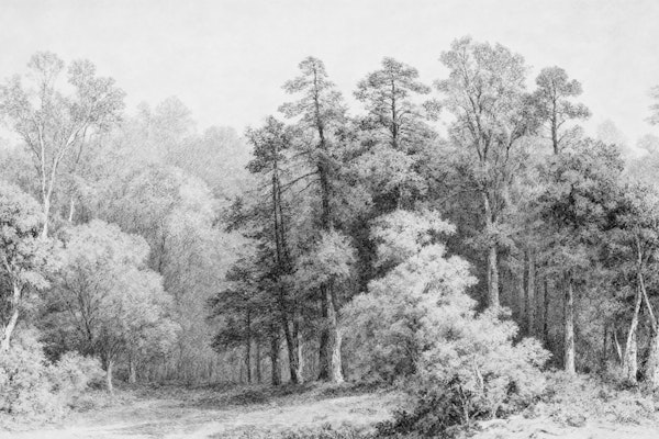 Enchanted Foggy Woods