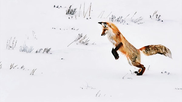Winter Fox Play