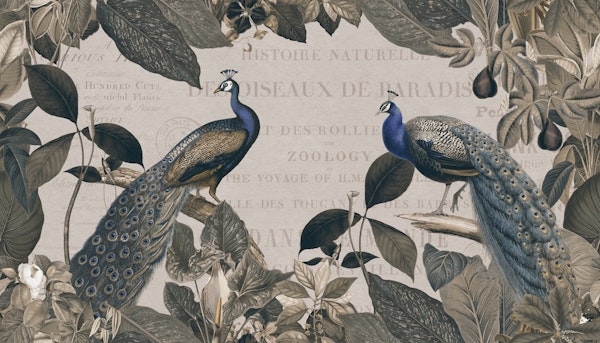 Majestic Peacock Grandeur