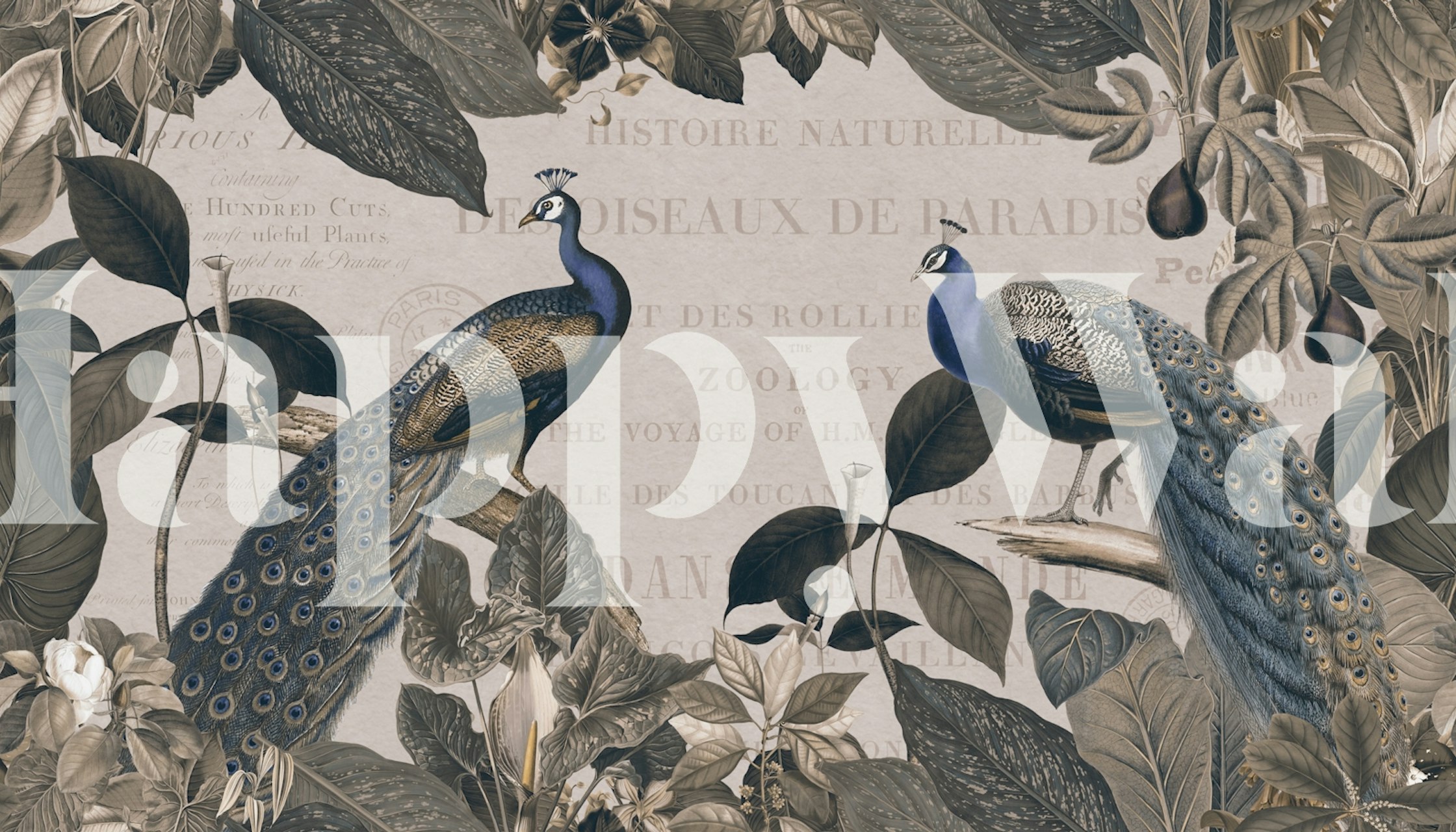 Majestic peacock wallpaper in een stijlvolle kamer