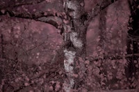 Mystic Birch Serenity 1 ταπετσαρία