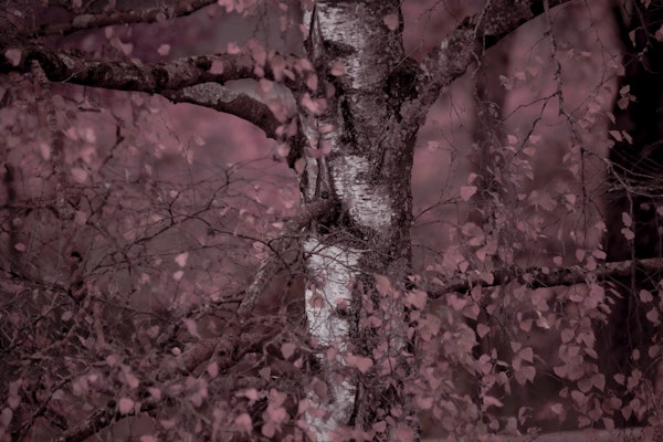 Mystic Birch Serenity 1