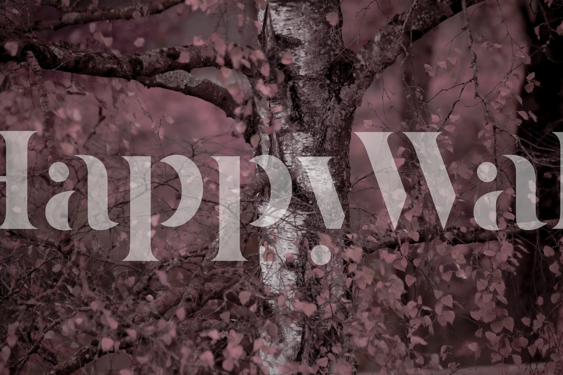 Mystic Birch Serenity tapet i et rum