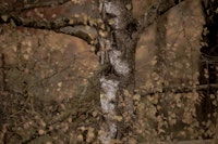 Mystic Birch Serenity 2 ταπετσαρία