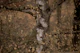 Mystic Birch Serenity 2