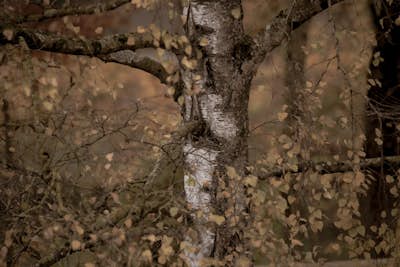 Τοιχογραφία