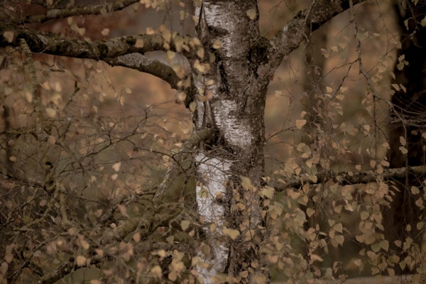 Mystic Birch Serenity 2