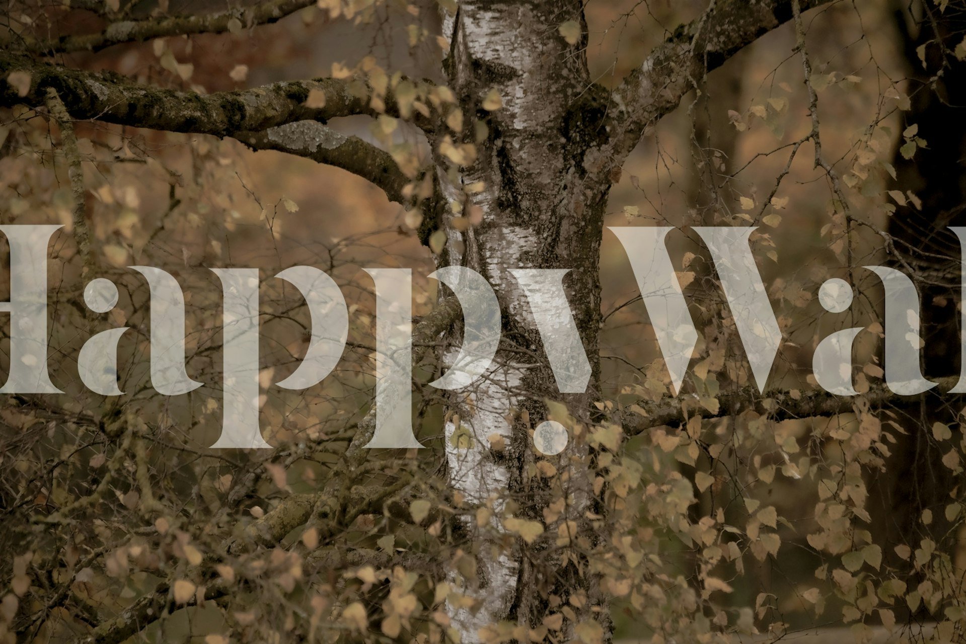 Ταπετσαρία Mystic Birch Serenity 2 σε ένα δωμάτιο