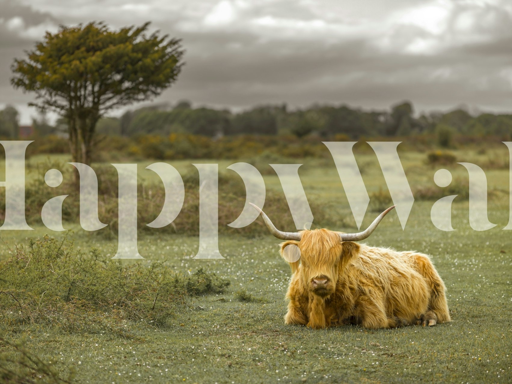 Highland cow on green pasture with trees wallpaper