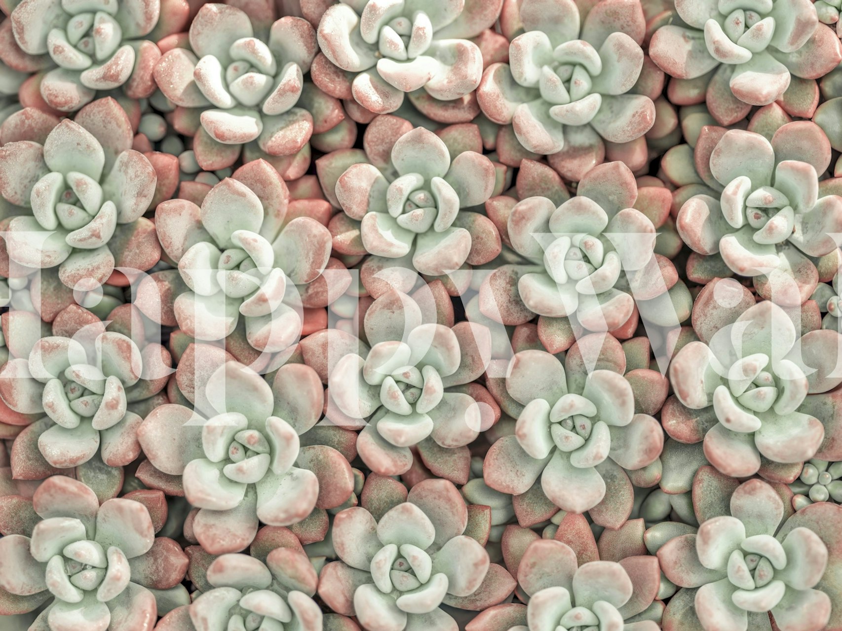 Succulent plants in green and pink colors wallpaper