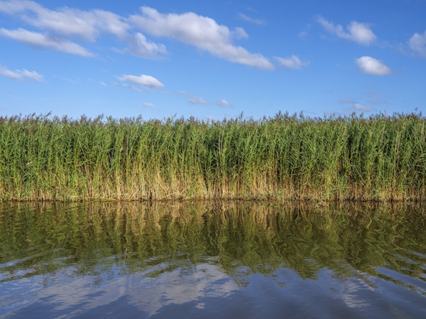 Verdant Canal Reeds