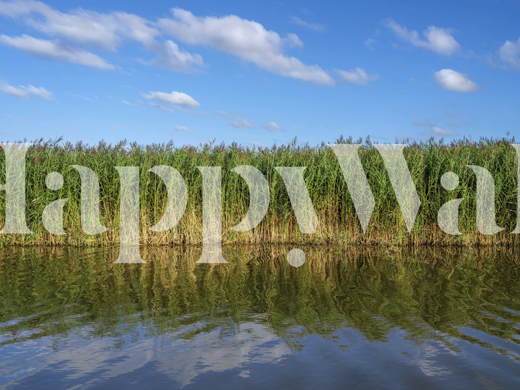 Verdant Canal Reeds behang in een kamer