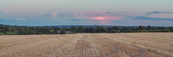 Wheat Field Panorama