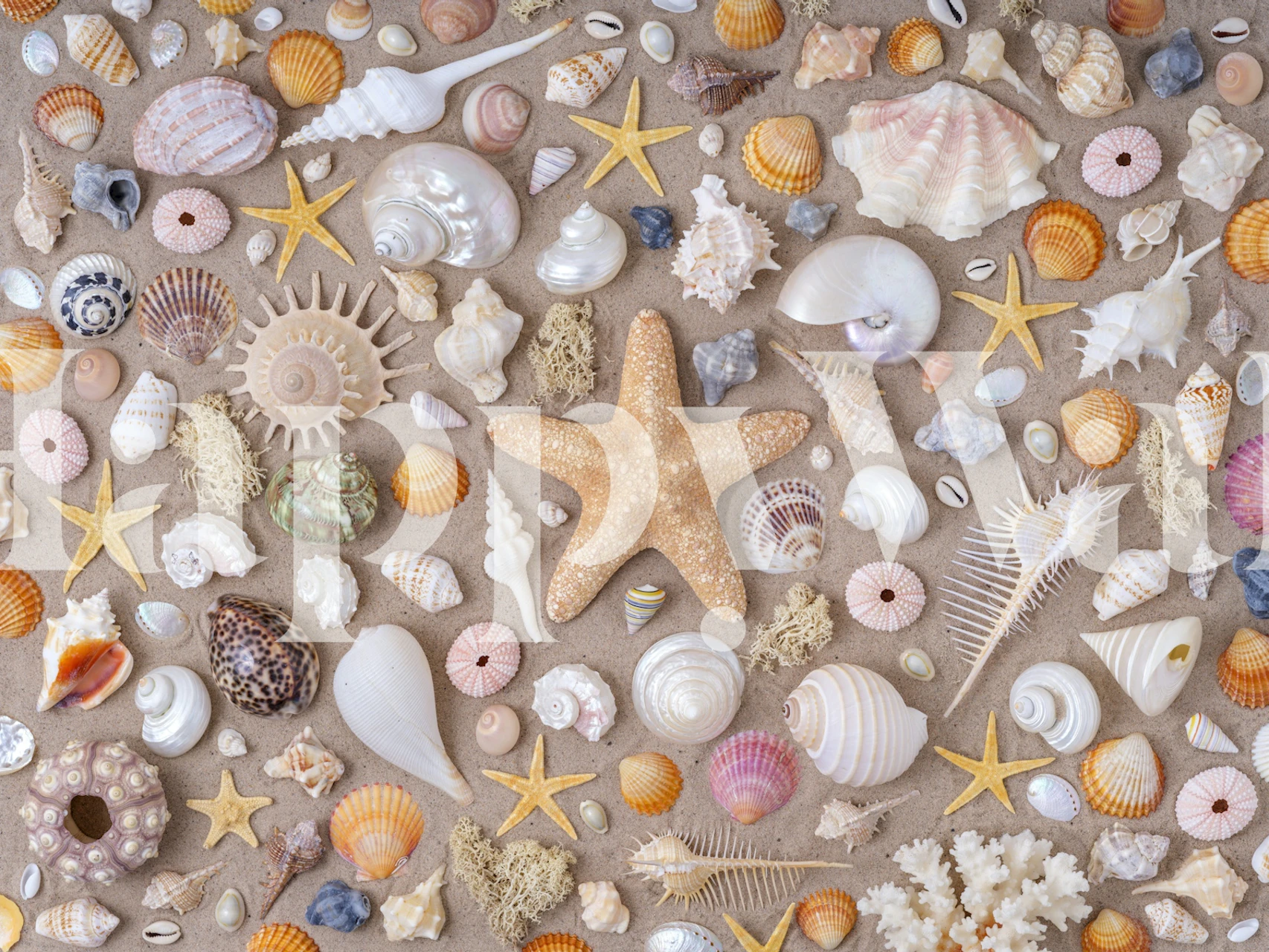 Design de papier peint Seashells and starfish