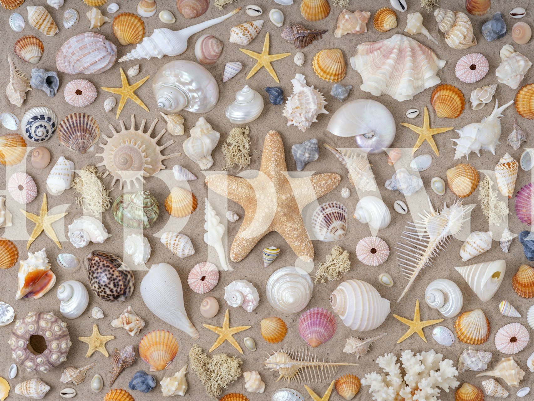 Colorful seashells and starfish pattern wallpaper