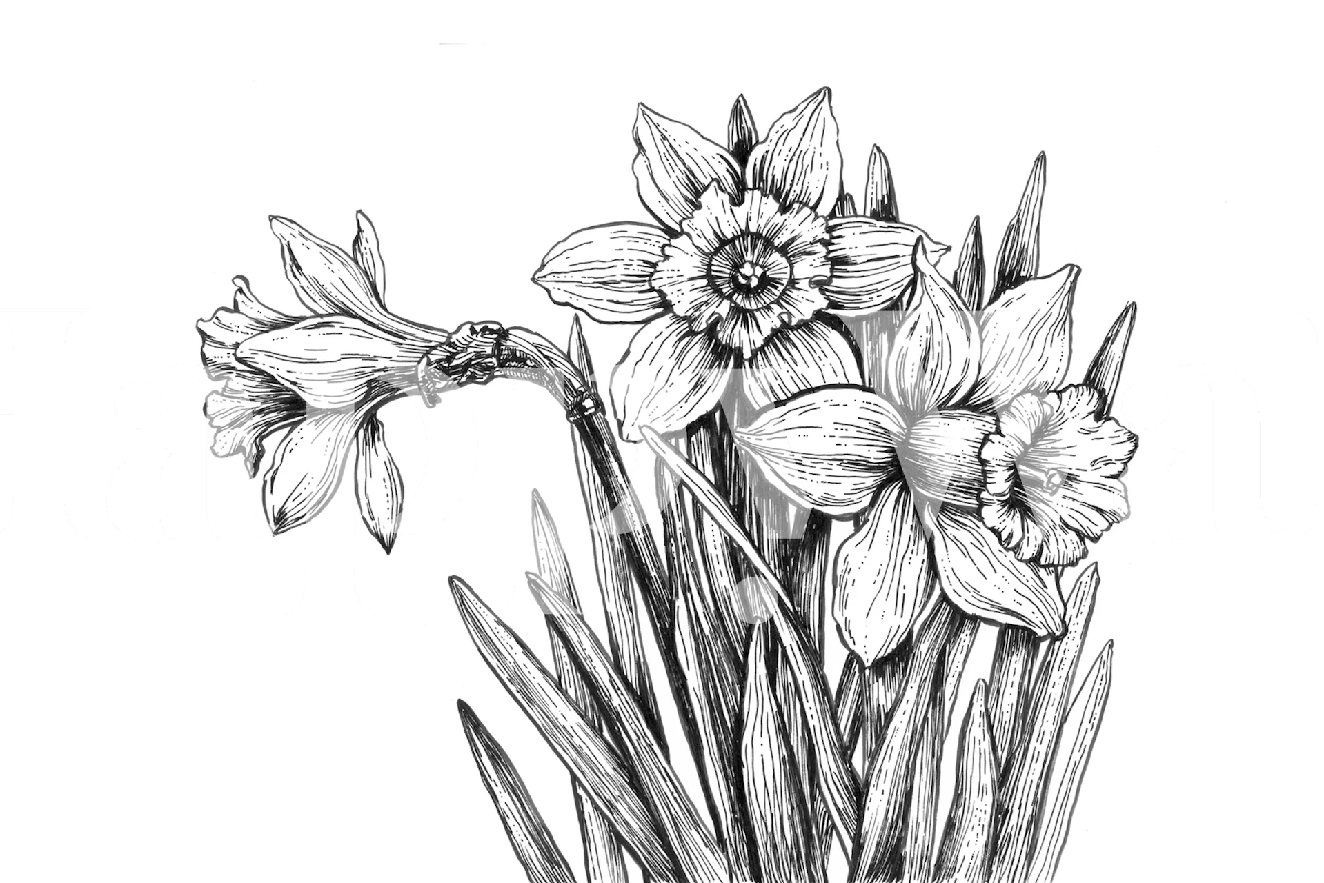 Daffodils illustration in black ink on white wallpaper
