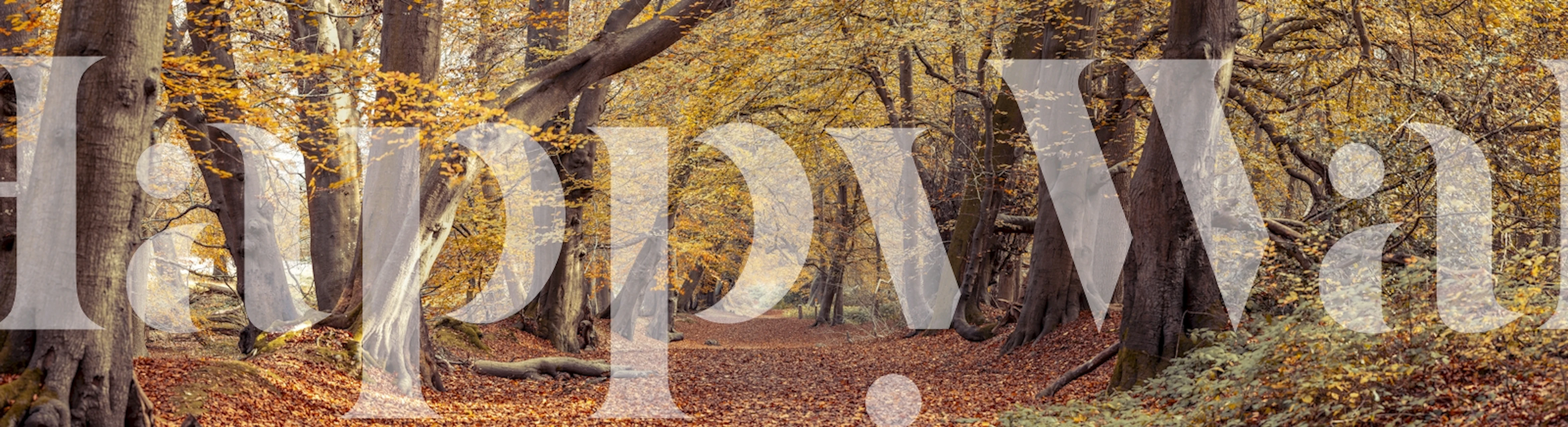 Autumn forest wallpaper featuring orange and yellow leaves, trees, natural scenery