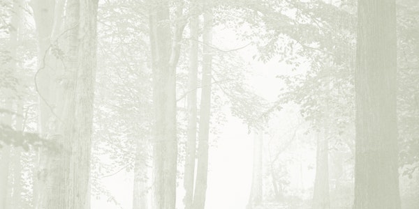 Ethereal Trees Vista