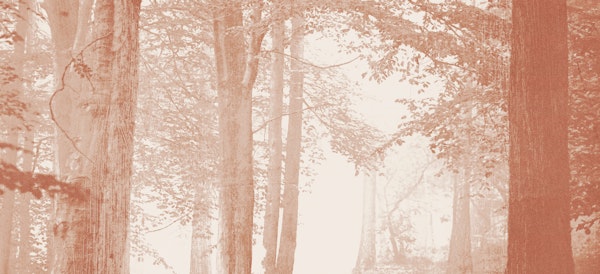 Autumn Whispering Woods