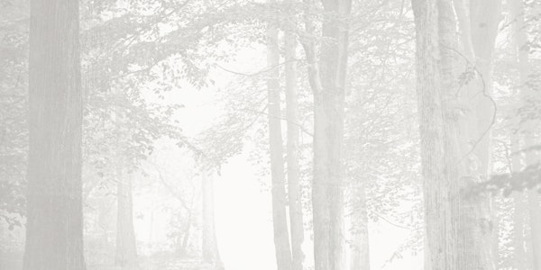 Serene Woodland Haze